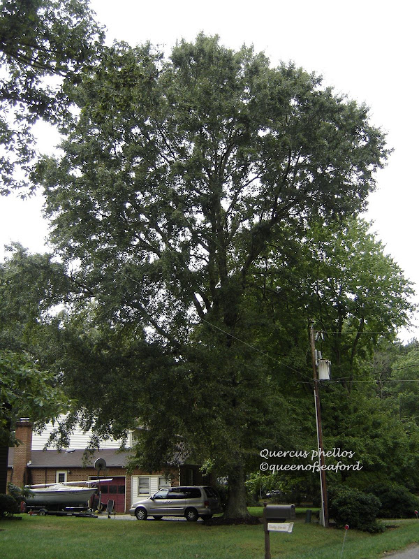 The Queen of Seaford: Tuesday's Trees- Willow Oak